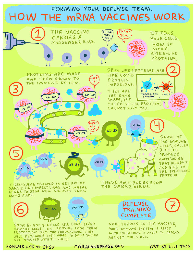 How the mRNA Vaccines Work